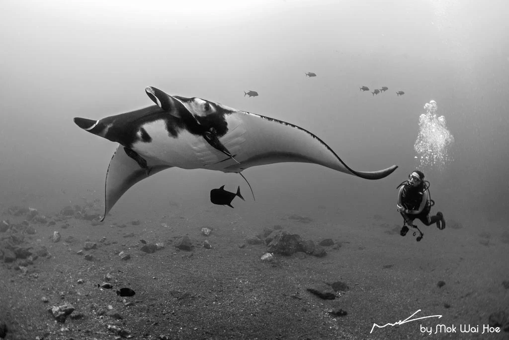 Goni Boller mit Manta